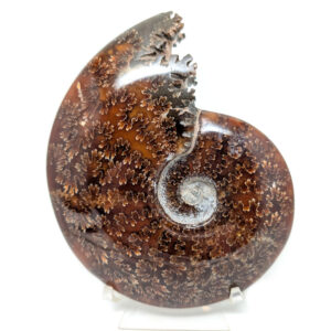 Ammonite Fossil, Large Whole Ammonite Fossil, Large Whole