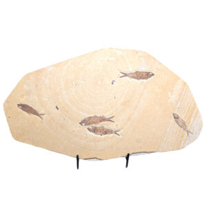 Fish Fossil Plaque, Large Fish Fossil Plaque, Large