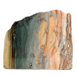 Gary Green Bog Fossil Stand-Up Gary Green Bog Fossil Stand-Up