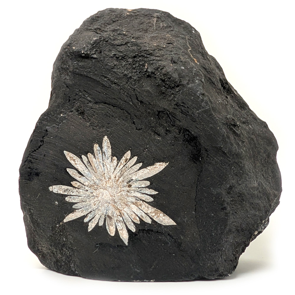 Chrysanthemum Stone Chrysanthemum Stone