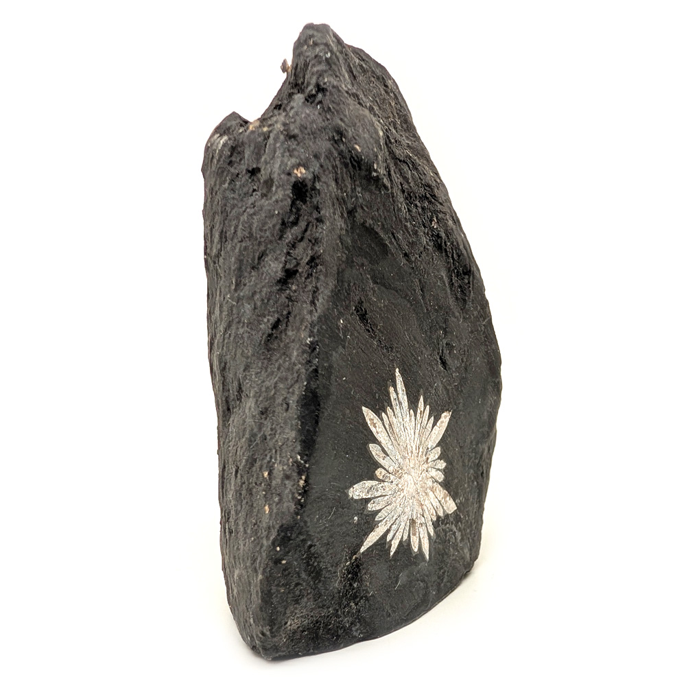 Chrysanthemum Stone Chrysanthemum Stone - Image 2