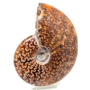 Ammonite Fossil, Whole