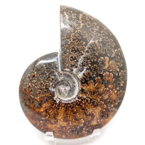 Ammonite Fossil, Whole