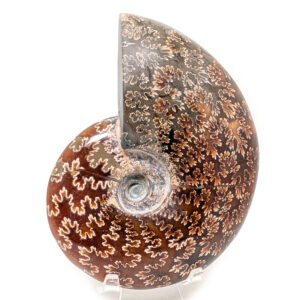 Ammonite Fossil, Whole