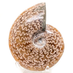 Ammonite Fossil, Whole