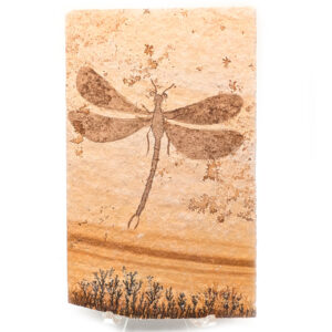 Dragonfly Fossil