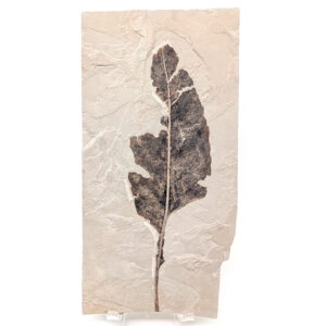 Leaf Fossil