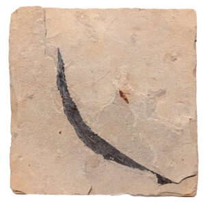 Leaf Fossil