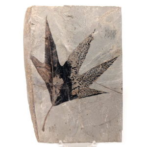 Leaf Fossil
