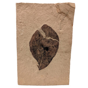 Leaf Fossil