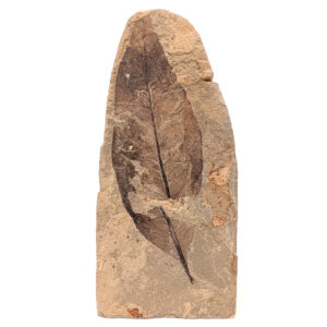 Leaf Fossil