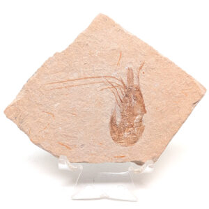 Shrimp Fossil Shrimp Fossil