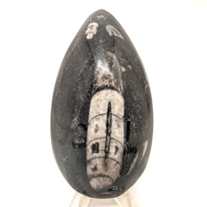 Orthoceras Fossil