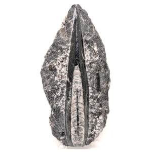 Orthoceras Fossil Plaque