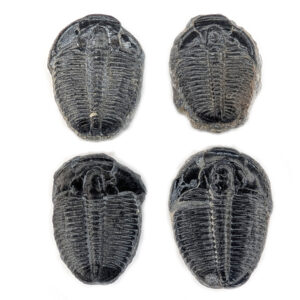 Trilobite Fossil from Utah