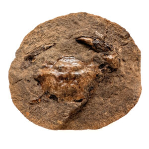 Crab Fossil Pulalius vulgaris from Washington Crab Fossil Pulalius vulgaris from Washington