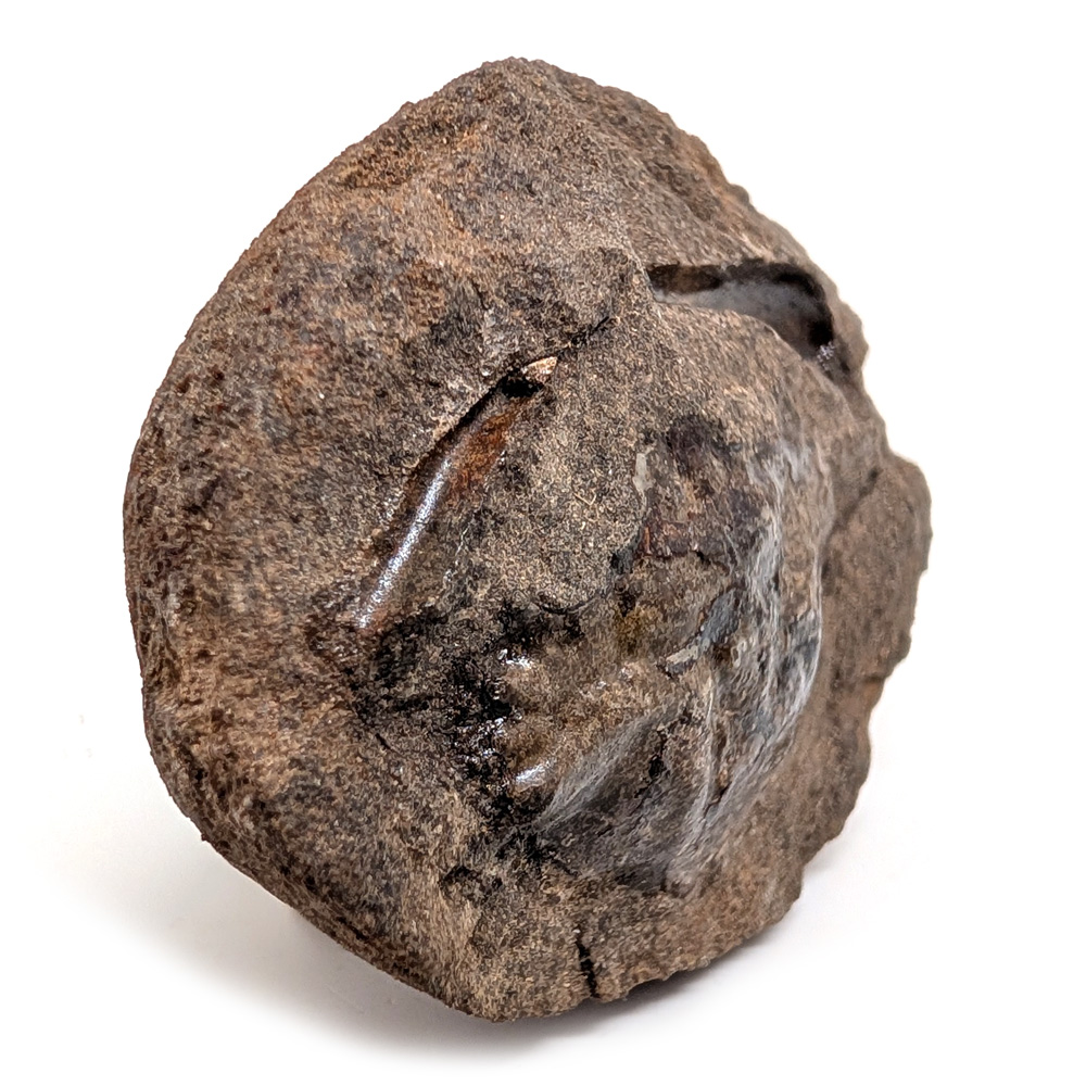 Crab Fossil Pulalius vulgaris from Washington Crab Fossil Pulalius vulgaris from Washington - Image 2