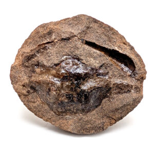 Crab Fossil Pulalius vulgaris from Washington Crab Fossil Pulalius vulgaris from Washington