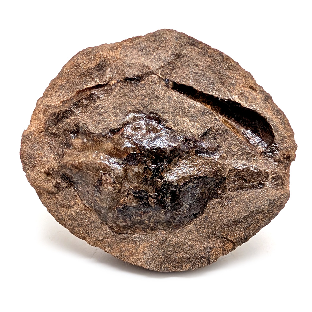 Crab Fossil Pulalius vulgaris from Washington Crab Fossil Pulalius vulgaris from Washington