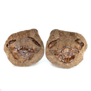Crab Fossil Pulalius vulgaris from Washington
