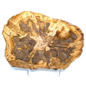 Petrified Wood Slab from Oregon