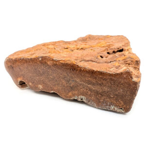 Plesiosaur Fossil Bone