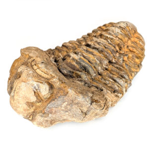 Trilobite Fossil, Flexicalymene