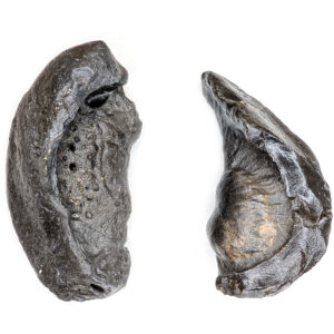 Whale Ear Bone Fossil Whale Ear Bone Fossil