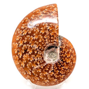 Ammonite Fossil, Whole Ammonite Fossil, Whole