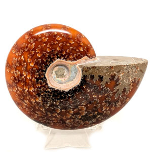 Ammonite Fossil, Whole Ammonite Fossil, Whole