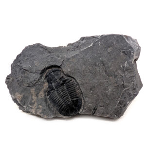 Trilobite Fossil in Matrix
