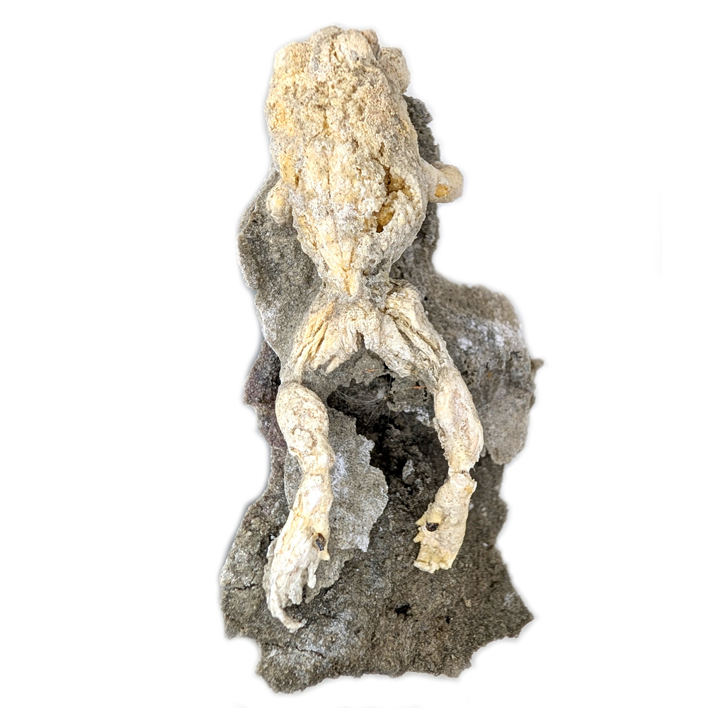 Toad Fossil, Anaxyrus, Trona pseudomorph Toad Fossil, Anaxyrus, Trona pseudomorph - Image 4