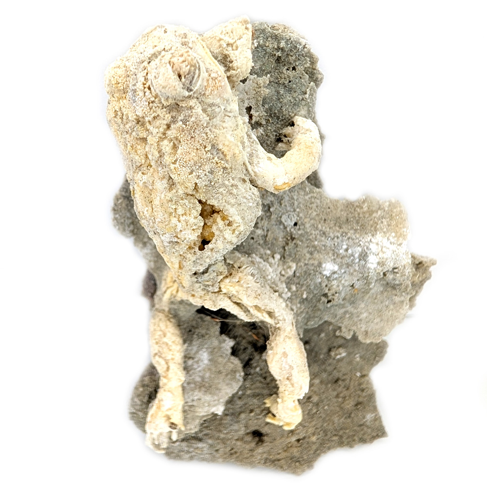 Toad Fossil, Anaxyrus, Trona pseudomorph Toad Fossil, Anaxyrus, Trona pseudomorph - Image 2