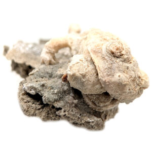 Toad Fossil, Anaxyrus, Trona pseudomorph Toad Fossil, Anaxyrus, Trona pseudomorph