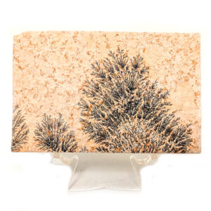 Dendrite Plaque