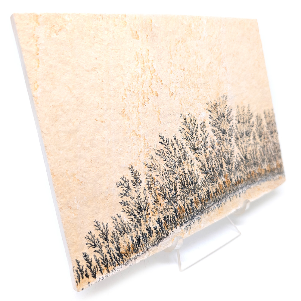 Dendrite Plaque, Large Dendrite Plaque, Large - Image 2