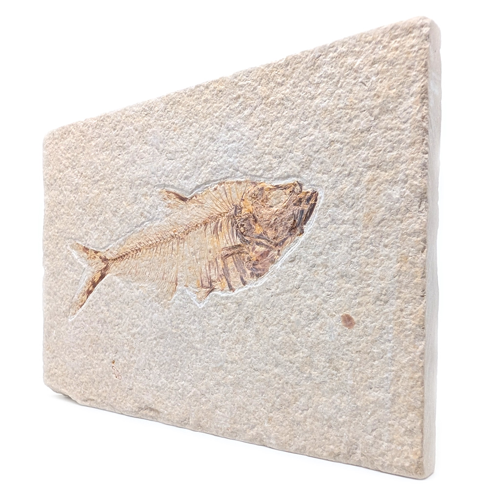 Fish Fossil, Diplomystus Fish Fossil, Diplomystus - Image 2