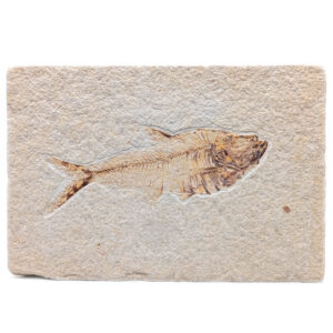 Fish Fossil, Diplomystus Fish Fossil, Diplomystus