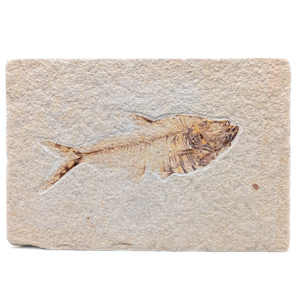 Fish Fossil, Diplomystus Fish Fossil, Diplomystus
