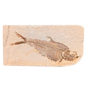 Fish Fossil, Knightia Fish Fossil, Knightia