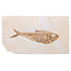Fish Fossil, Diplomystus