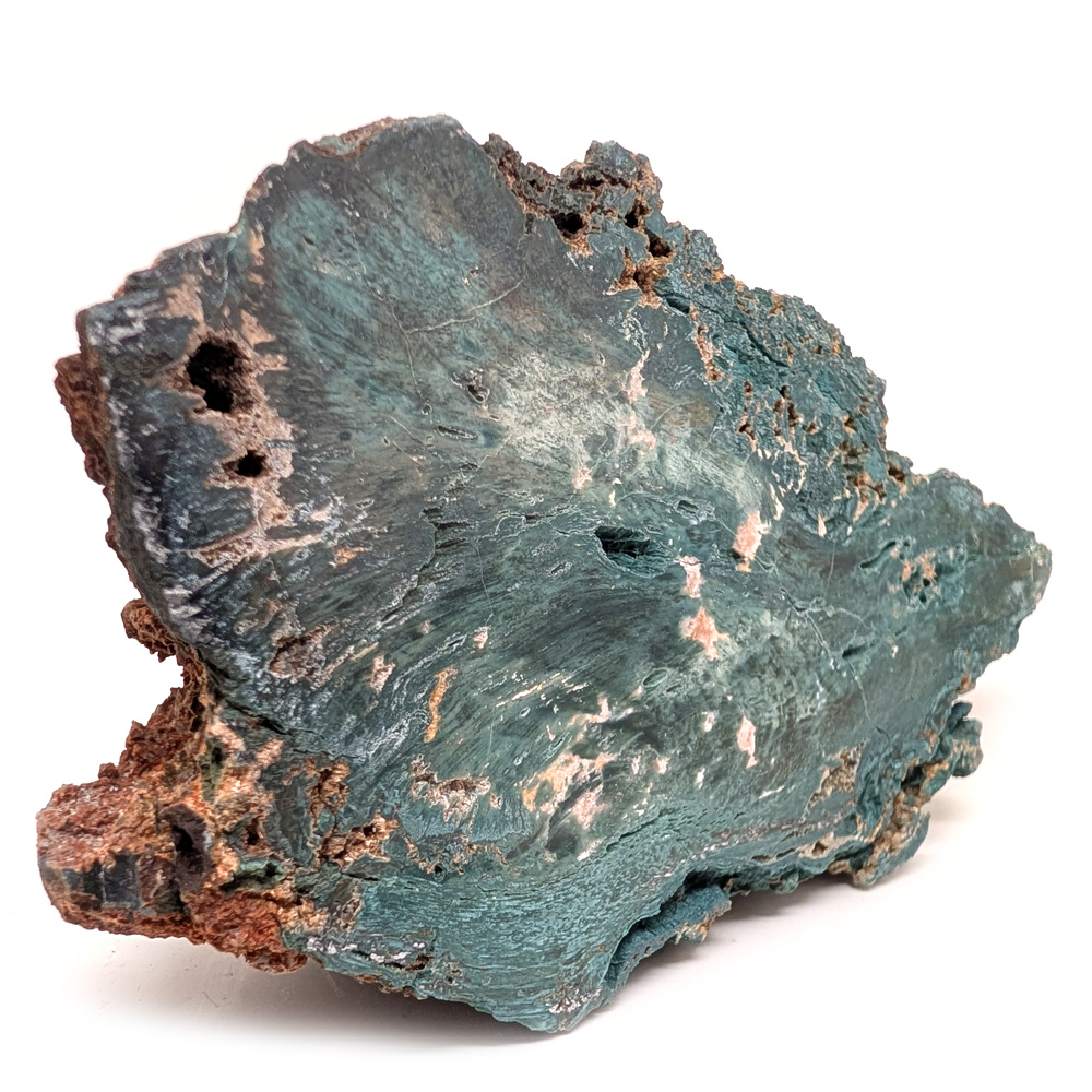 Hampton Butte Petrified Wood from Oregon Hampton Butte Petrified Wood from Oregon - Image 2
