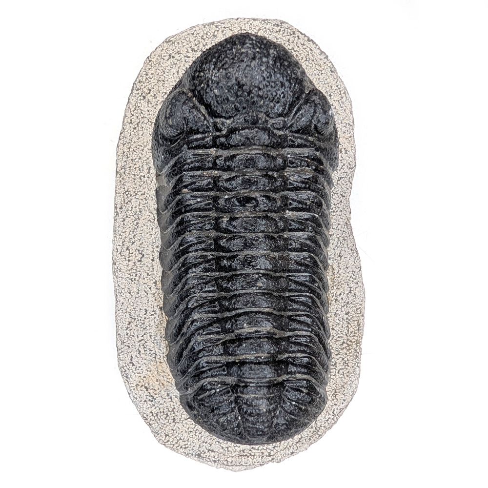 Trilobite Fossil, Phacops rana Trilobite Fossil, Phacops rana - Image 3