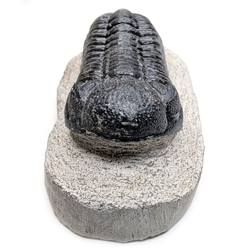 Trilobite Fossil, Phacops rana Trilobite Fossil, Phacops rana - Image 2