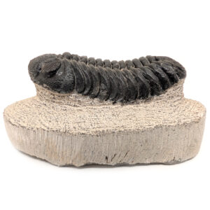 Trilobite Fossil, Phacops rana Trilobite Fossil, Phacops rana