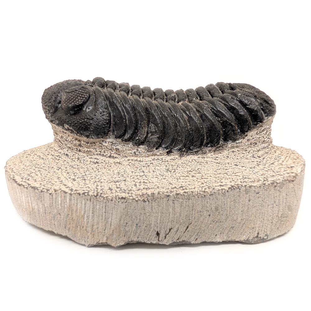 Trilobite Fossil, Phacops rana Trilobite Fossil, Phacops rana