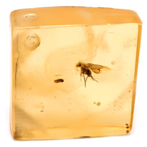 Amber with Insect