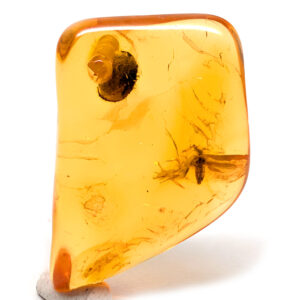 Amber with Insect