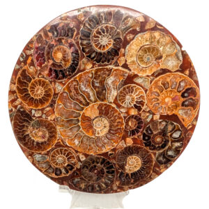 Ammonite Fossil Disc Ammonite Fossil Disc