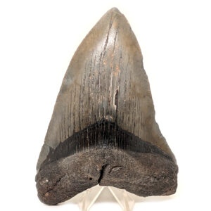 Megalodon Fossil Shark Tooth